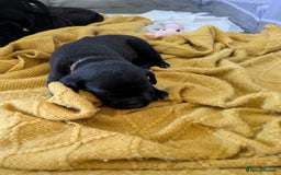 Mixed Breed dogs for sale: Beautiful Labrador x Staffys - Image 16