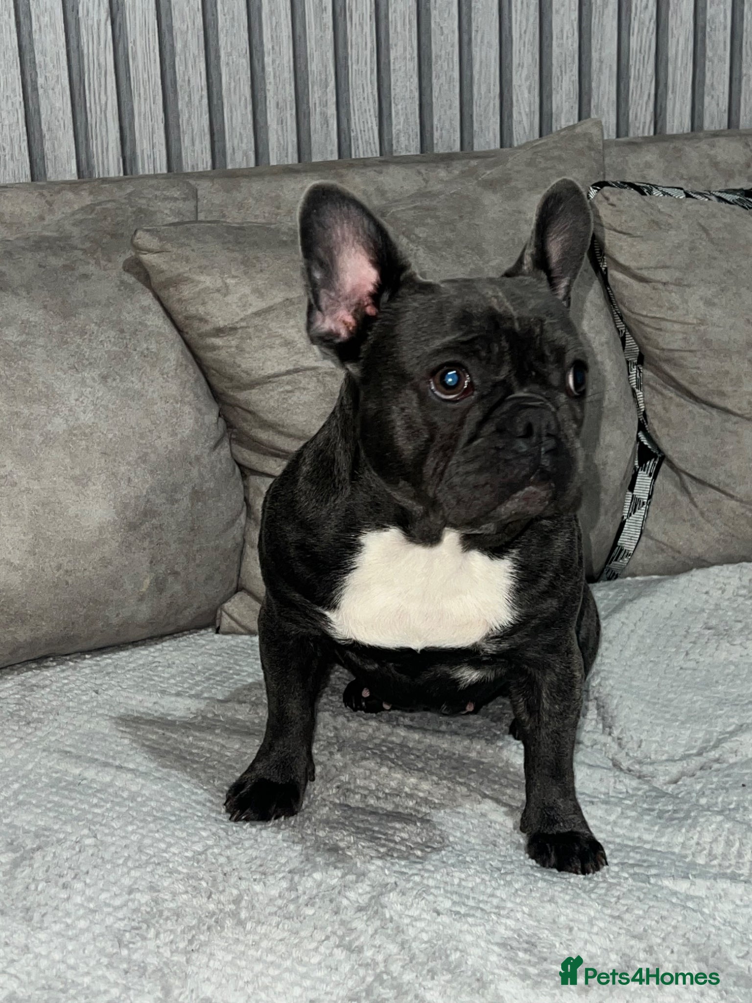 French Bulldog dogs French bulldog - Advert 2