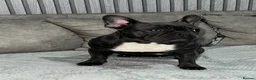 French Bulldog dogs for sale: French bulldog in Derby - Advert 1