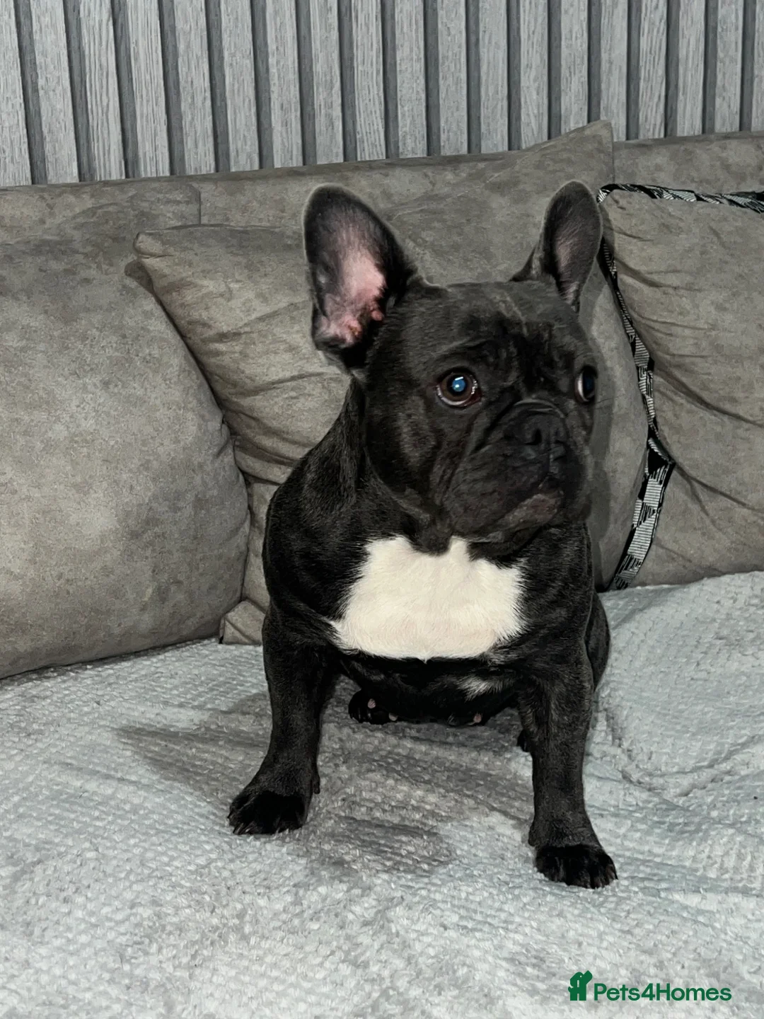 French Bulldog dogs for sale: French bulldog in Derby - Advert 1