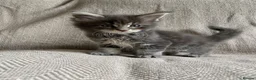 Maine Coon cats for sale: GCCF ACTIVE BLUE SMOKE TABBY MAINE COON BOY  - Advert 12