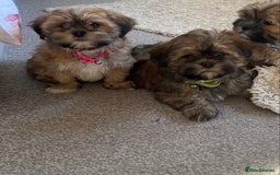Shih Tzu dogs for sale: Shih Tzu puppies  - Image 11
