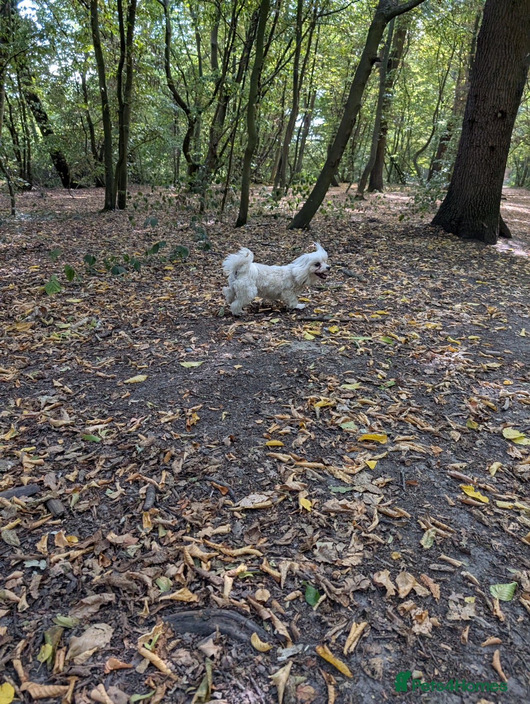 Maltipoo dogs for sale: 🩷 1 Baby Girl Available  - Advert 40