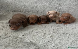 Dachshund dogs for sale: Beautiful dachshund puppies  - Image 1