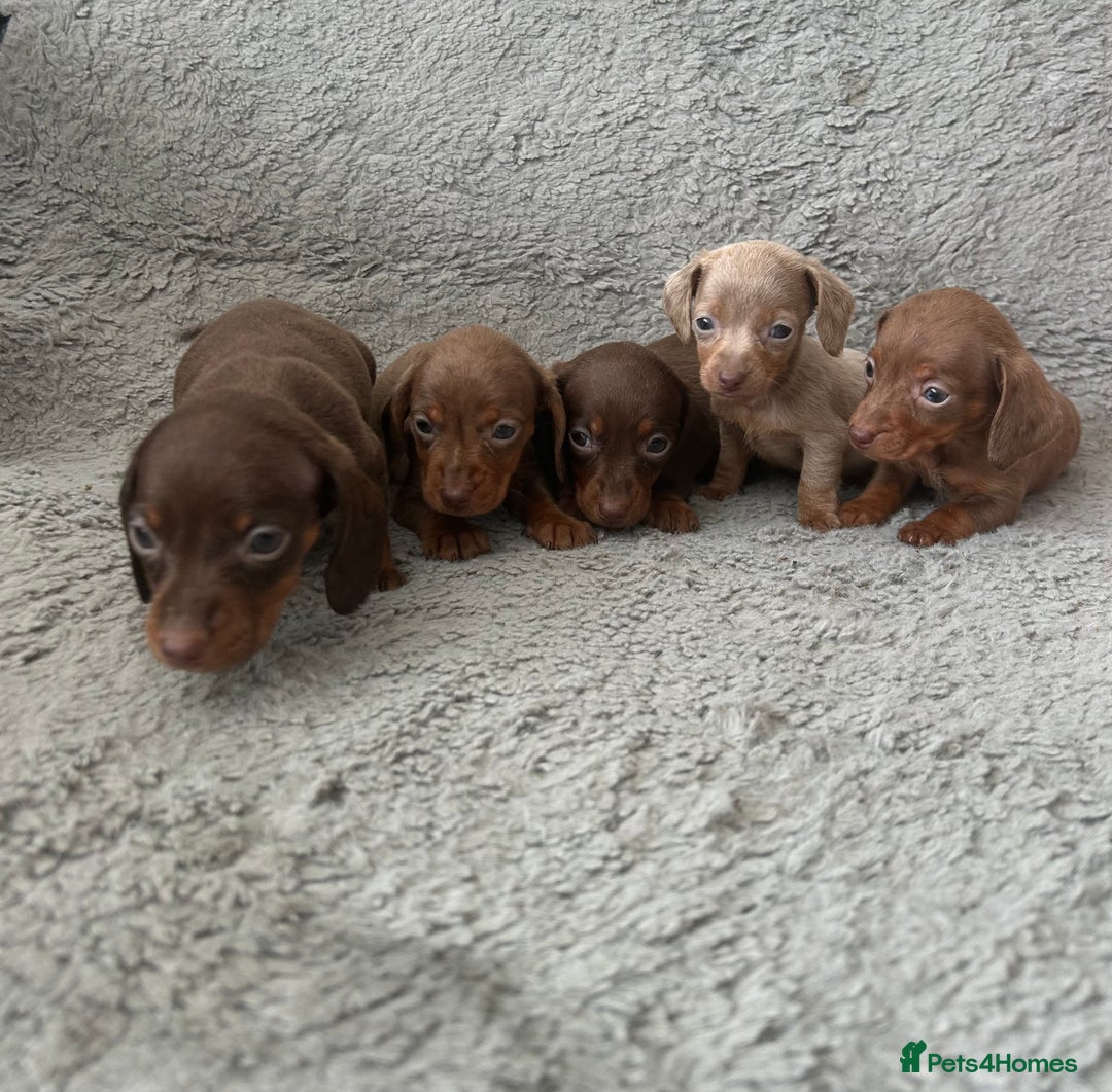 Dachshund dogs for sale: Beautiful dachshund puppies  - Image 1
