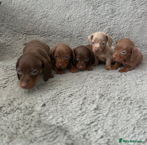 Dachshund dogs - Advert 16