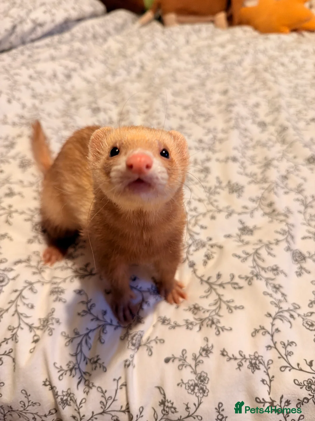 Ferret rodents for sale: Lovely two ferrets for sale  - Advert 5