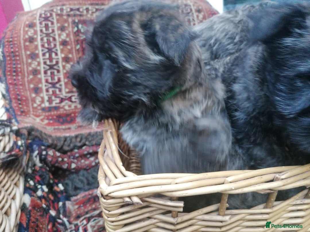 Mixed Breed dogs for sale: Wairns: Westie/ Cairn Pups - Image 6