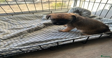 Border Terrier dogs Beautiful Border Terrier Female Pup  - Advert 7