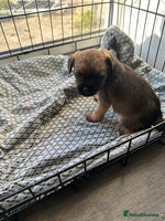 Border Terrier dogs Beautiful Border Terrier Female Pup - Advert 4