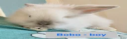 Lionhead rabbits for sale: Double Maned Lionheads Babies - Advert 13