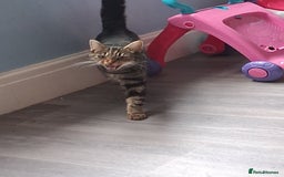 Mixed Breed cats for sale: Tabby female 1yr - Image 2