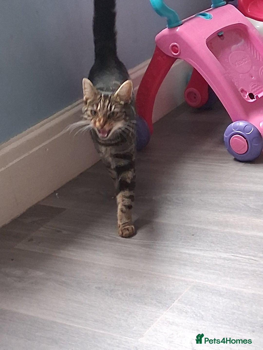 Mixed Breed cats for sale: Tabby female 1yr - Image 2