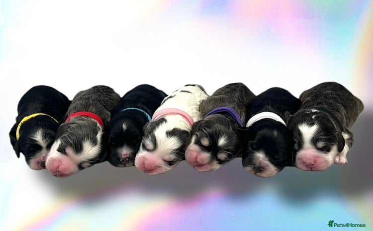 Cockapoo dogs - Advert 4