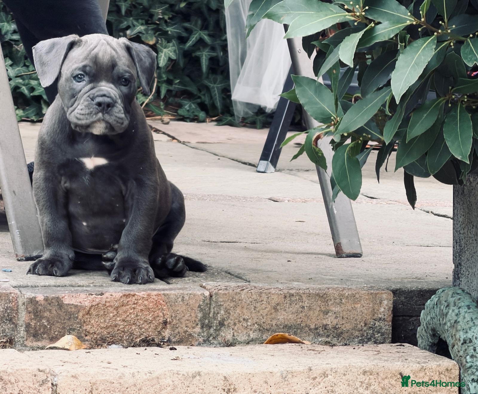 Olde English Bulldogge dogs  Old English bulldog puppy’s ready to leave  - Advert 5