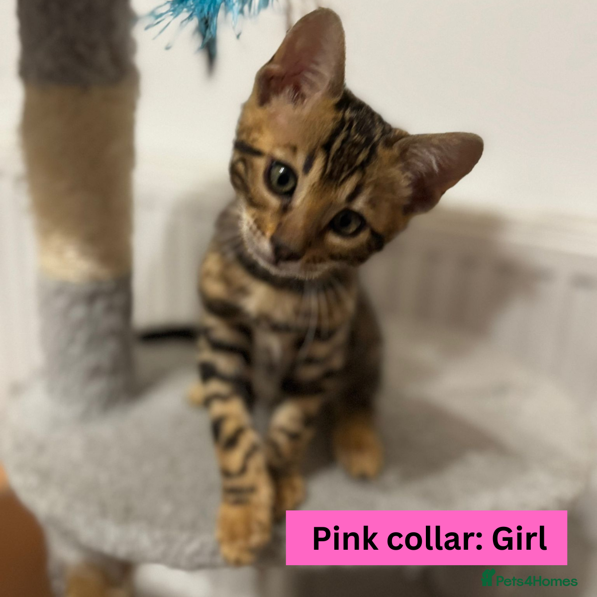 Bengal cats for sale: Luxury 5-Generation-Pedigree Bengal Kittens - Advert 18