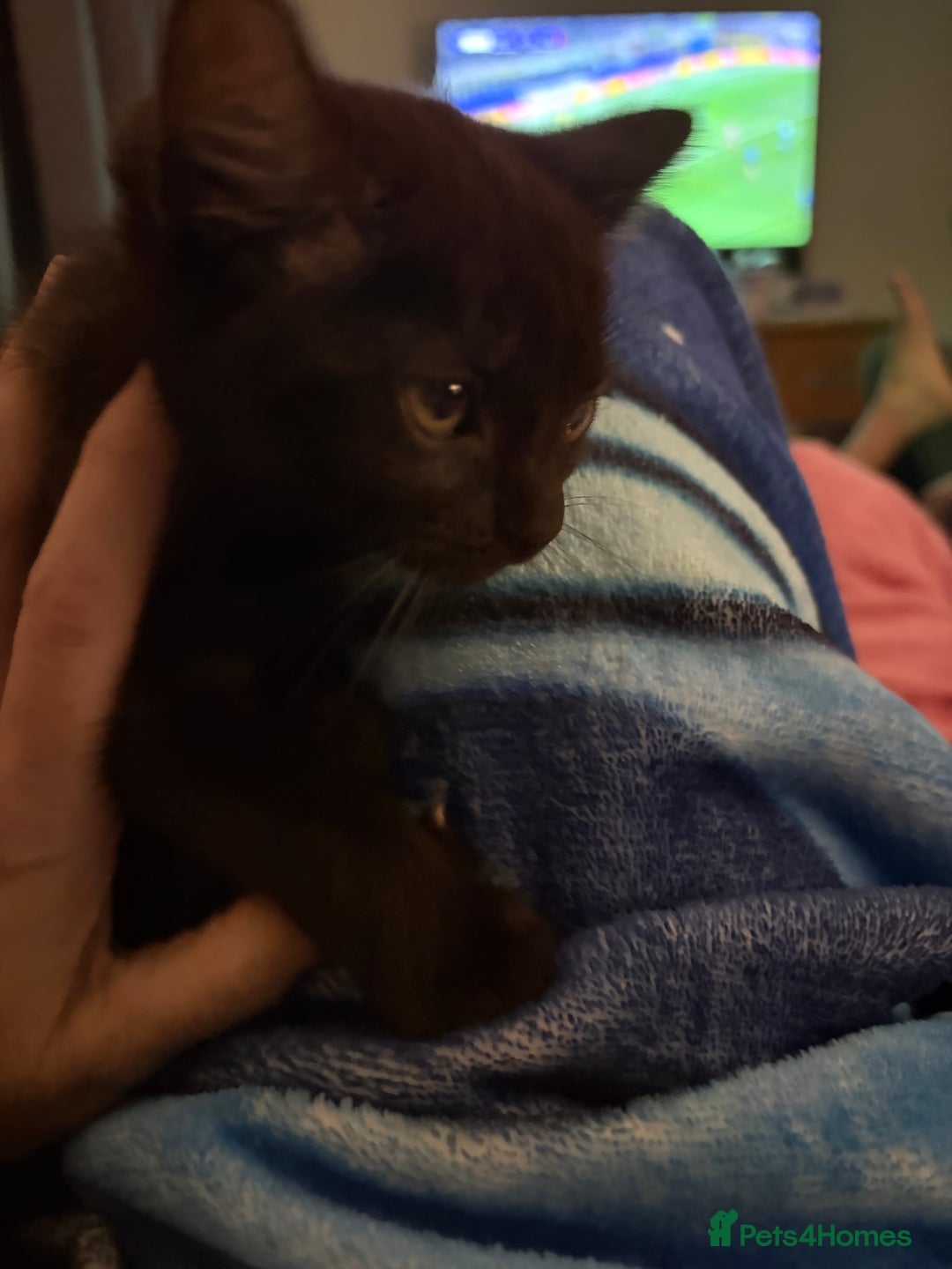 Mixed Breed cats for sale: Half ragdolls cuddly, all girls, ready now - Advert 23