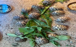 Tortoise reptiles for sale: Hatchling Hermann Tortoises - Image 2
