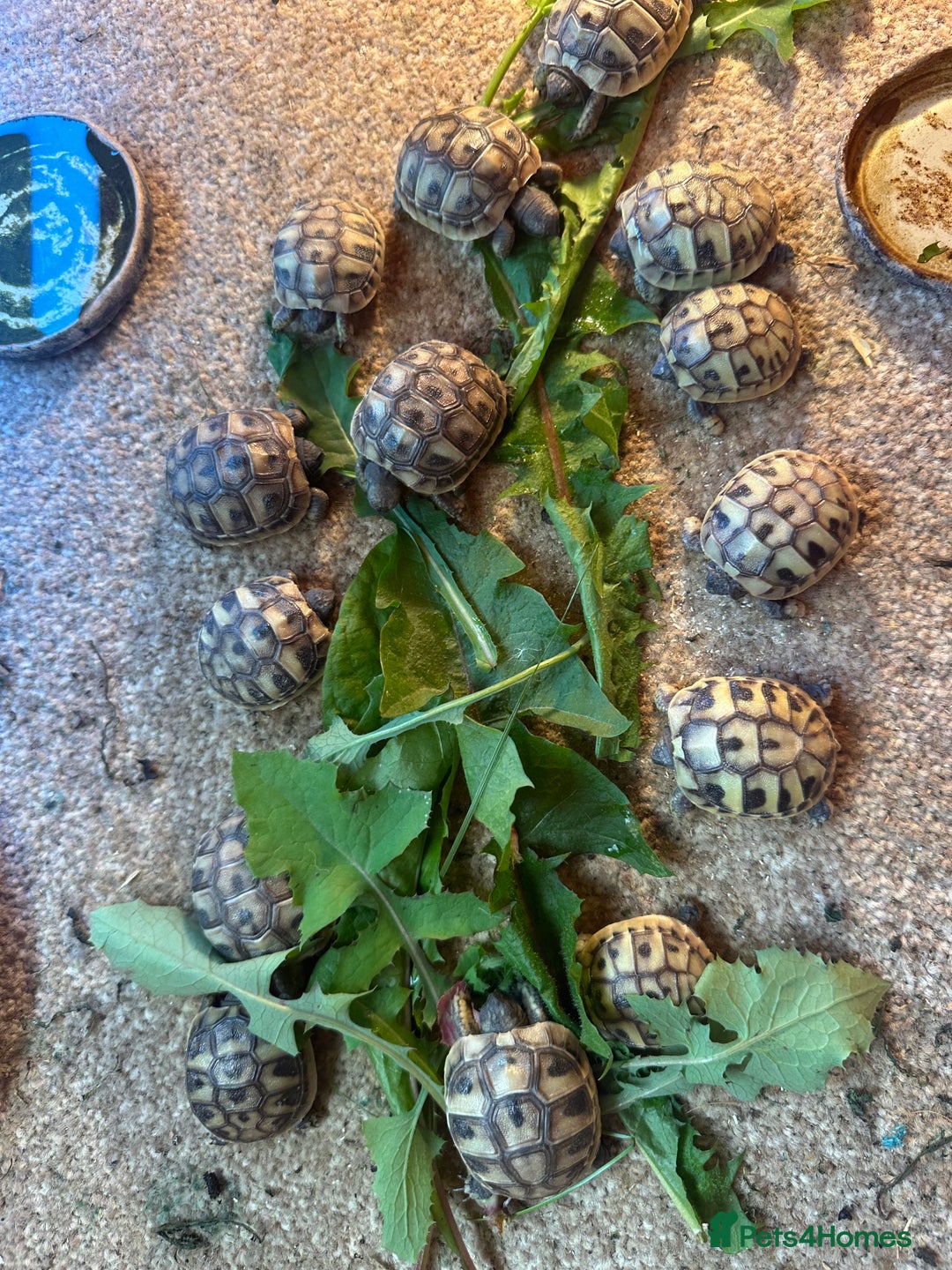 Tortoise reptiles for sale: Hatchling Hermann Tortoises - Image 2