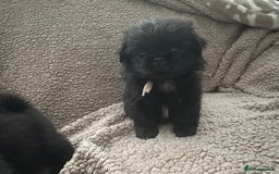 Mixed Breed dogs for sale: 4 fully vaccinated Tiny Pugingeses left  - Image 21