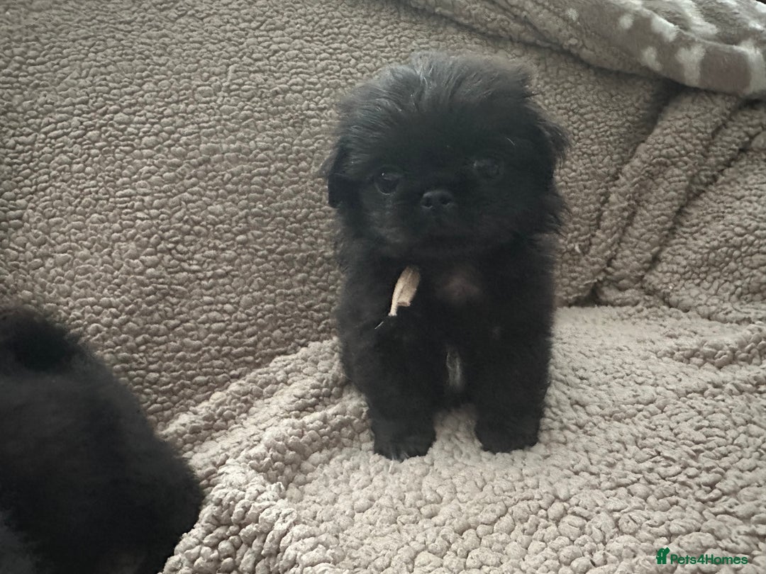 Mixed Breed dogs for sale: 4 fully vaccinated Tiny Pugingeses left  - Image 21