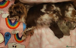 Chihuahua dogs for sale: Beautiful chihuahua baby girl  - Image 7