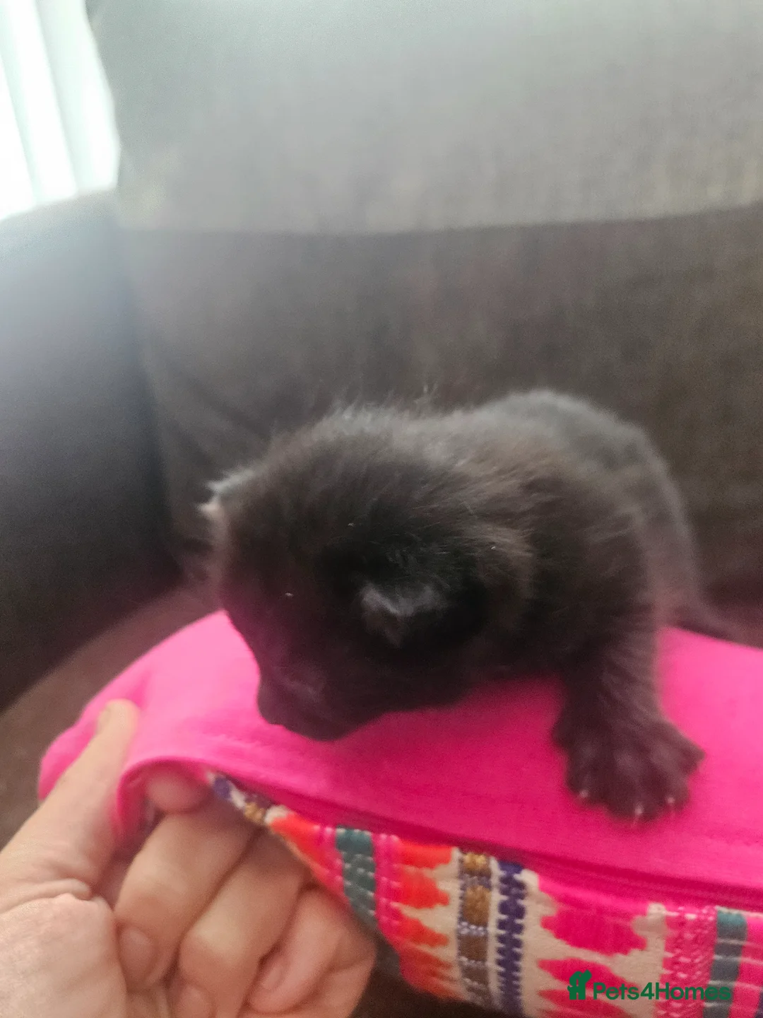 Mixed Breed cats for sale: Bengal X British blue kittens in Grimsby - Advert 7