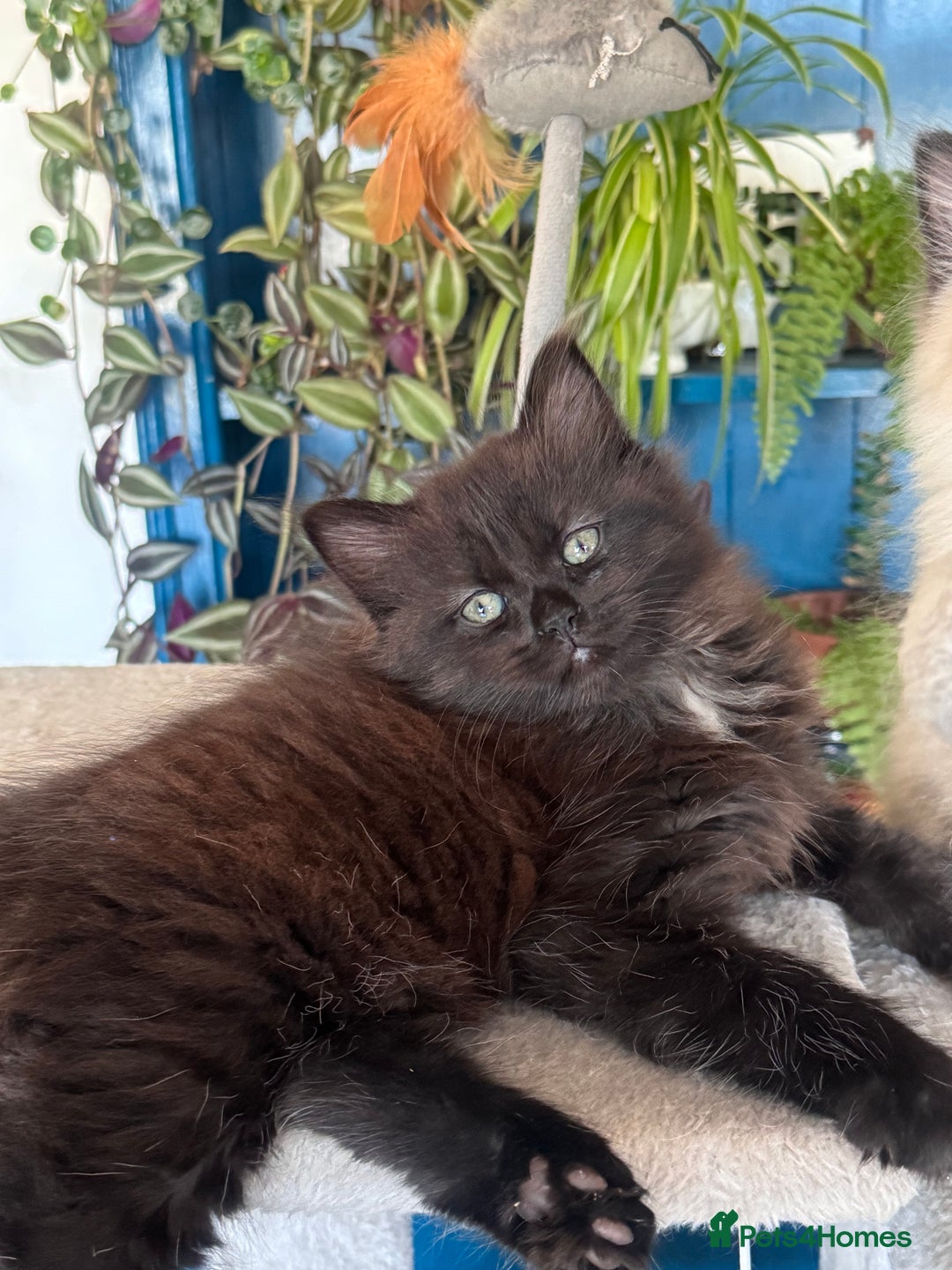Mixed Breed cats for sale: Ragdoll and Maine Coon crossed  - Image 5