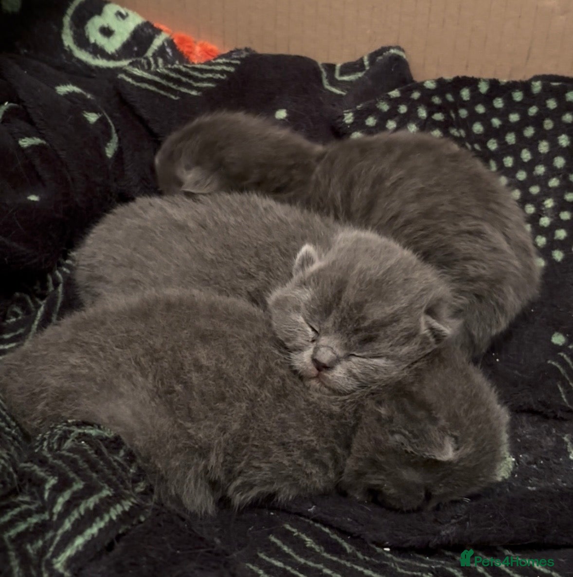 Ragdoll cats Ragdoll x British shorthair  - Advert 2