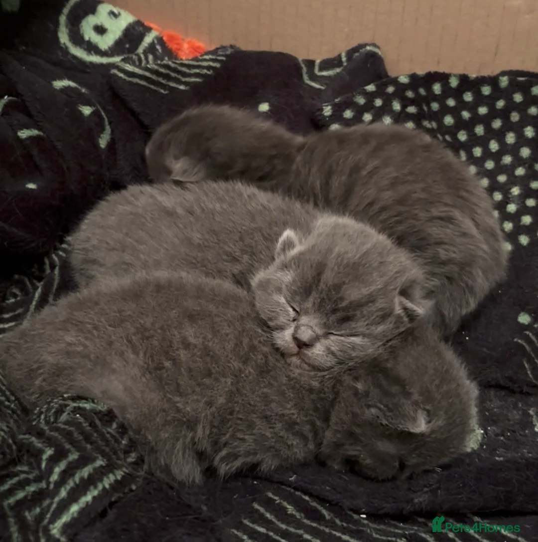 Ragdoll cats for sale: Ragdoll x British shorthair  - Advert 3