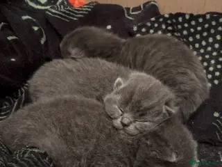 Ragdoll cats Ragdoll x British shorthair - Advert 2