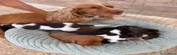 Cocker Spaniel dogs for sale: Cocker spaniel pups - Advert 5