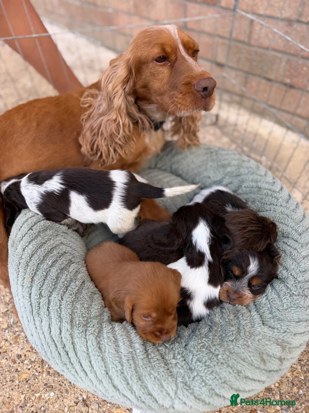 Cocker Spaniel dogs for sale: Cocker spaniel pups - Advert 5