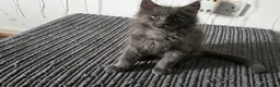 Maine Coon cats for sale: Maine coon kitten  - Advert 32