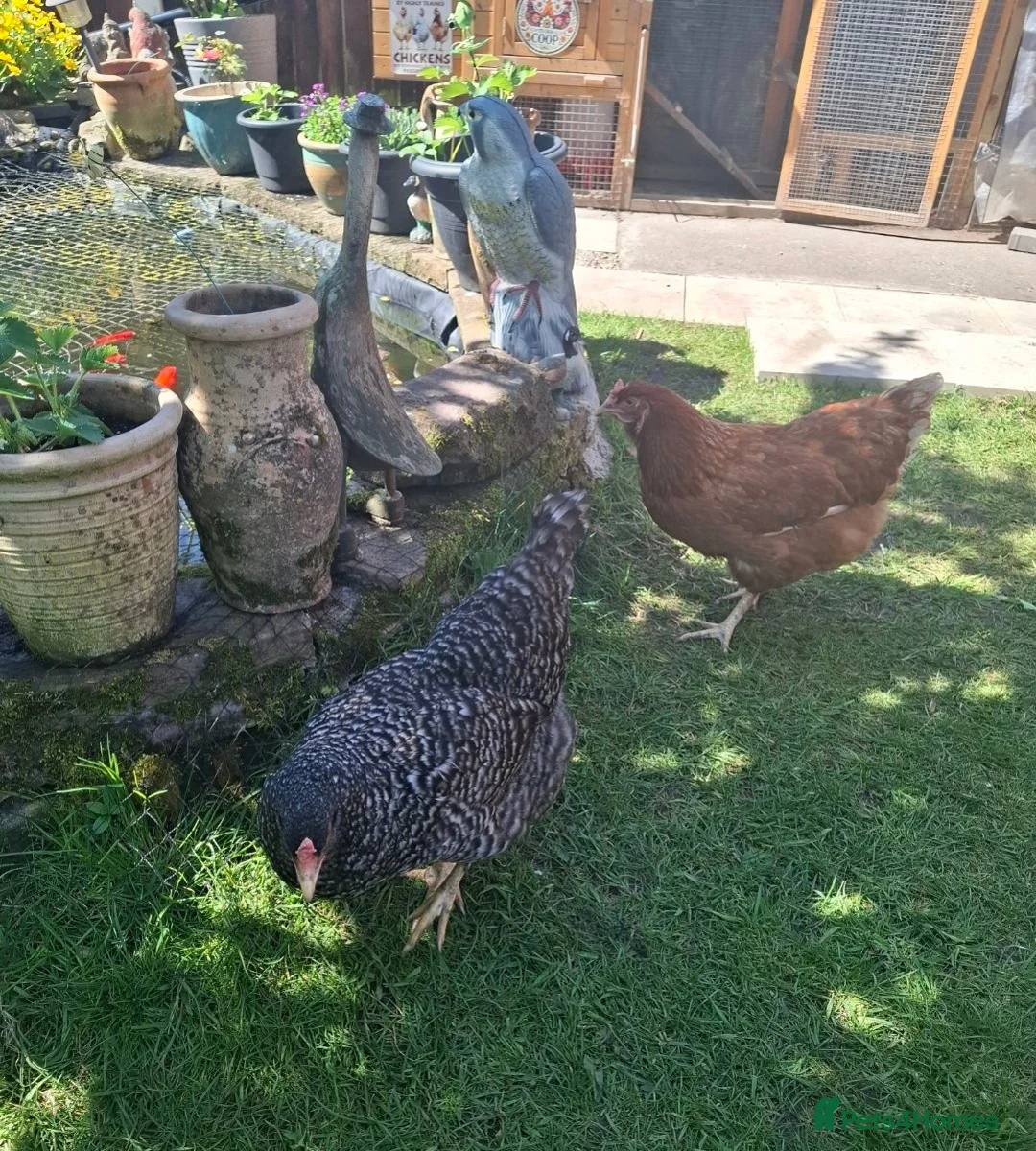Chickens poultry for sale: 3 laying hens - Advert 4