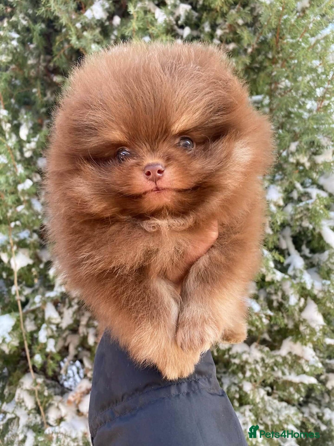 Pomeranian dogs for sale: Chocolate 😍🧸🤎✨ - Advert 4