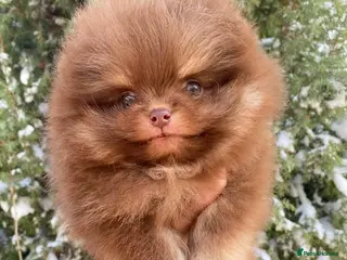 Pomeranian dogs Chocolate&tan 😍🧸🤎✨ - Advert 6