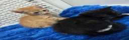 American Shorthair cats for sale: Ginger Male 8 Week Old Kitten - Advert 17