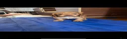 Cocker Spaniel dogs for sale: Cocker spaniels pups  in Wigan - Advert 5