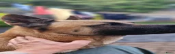 Mixed Breed dogs for stud: German shepherd mixed with Akita in London - Advert 3