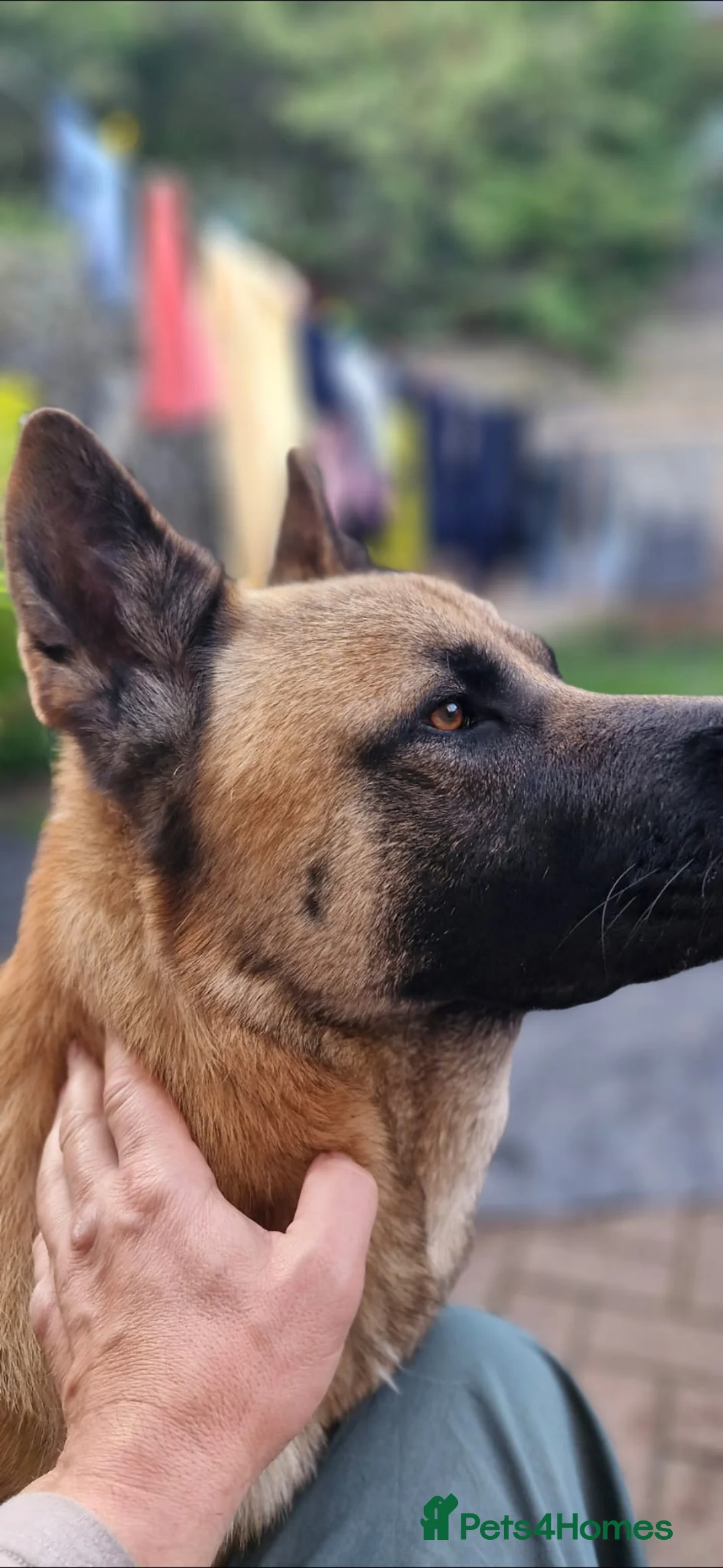 Mixed Breed dogs for stud: German shepherd mixed with Akita in London - Advert 3