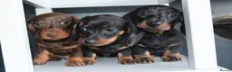 Miniature Dachshund dogs for sale: Beautiful miniature dachshund puppies  - Advert 4