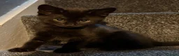 Mixed Breed cats for sale: Black kitten in Dover - Advert 11