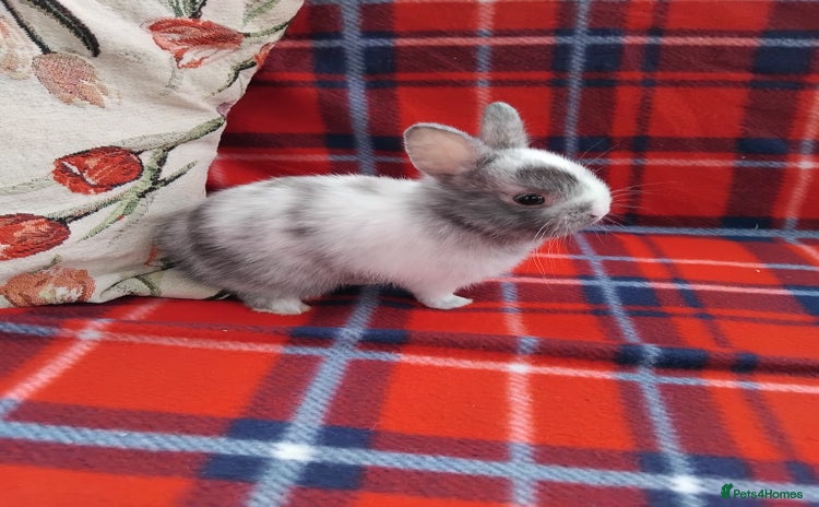 Netherland Dwarf rabbits - Advert 1