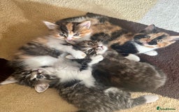 Mixed Breed cats for sale: 4 fluffy girls - Image 2