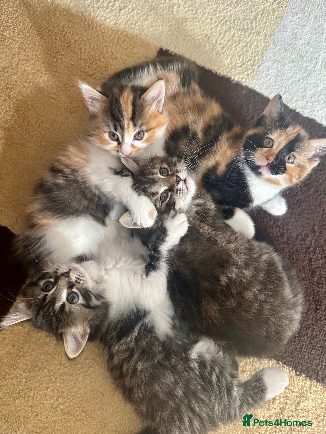 Mixed Breed cats for sale: 4 fluffy girls - Image 2