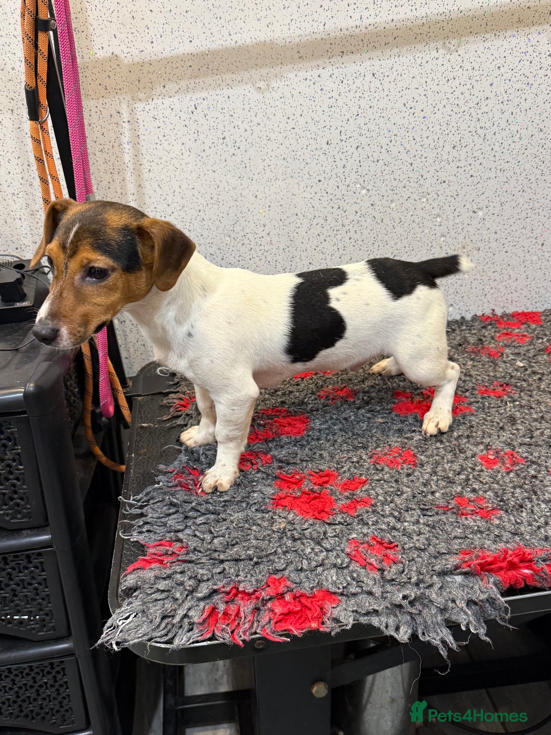 Jack Russell dogs for sale: Jack Russell male  - Advert 1