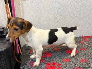 Jack Russell dogs Jack Russell male - Advert 1