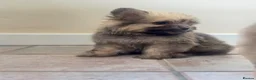 Mixed Breed dogs for sale: Pomeranian x Cavachon Puppies  in Strathaven - Advert 22