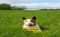 Bull Terrier dogs for stud: English Bull Terrier STUD dog - Image 3